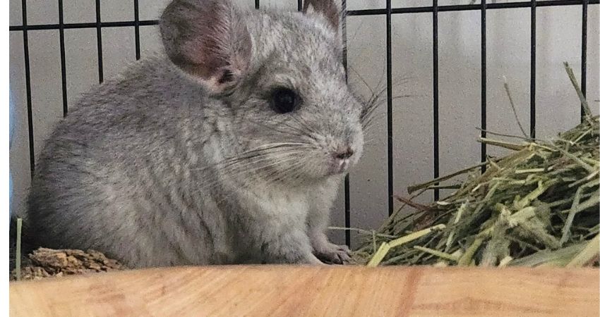 How Many Raisins Can A Chinchilla Eat