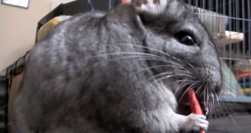 How Often Can Chinchillas Eat Strawberries