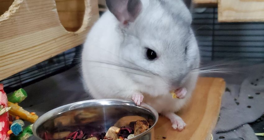 How Often Should I Give Dried Apricots to Chinchillas