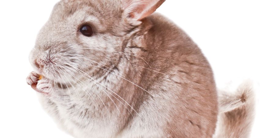 How To Prepare and Serve Almonds For Chinchillas