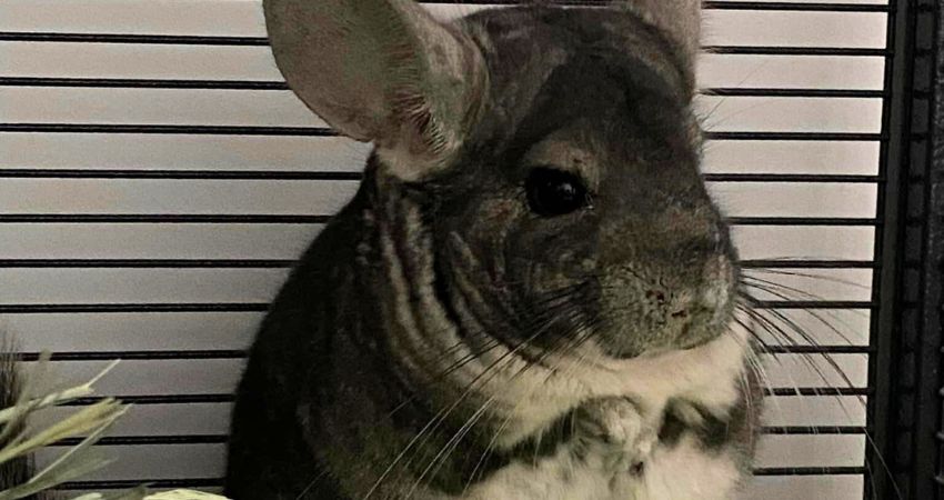 How to Feed Pistachios to Chinchillas