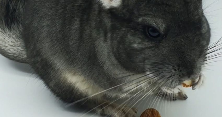 Potential Risks Of Feeding Almonds To Chinchillas