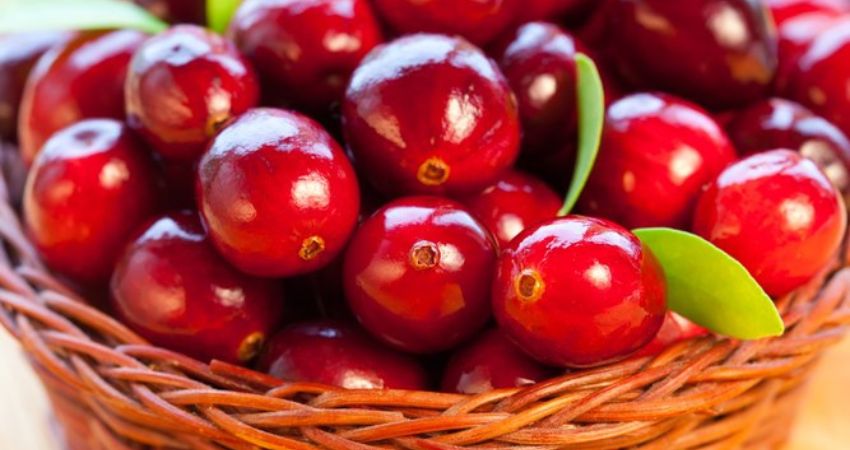 Risks of Feeding Chinchillas Cranberries