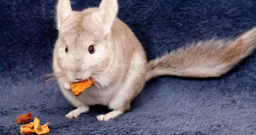 Some Tips to Feed Chinchillas Fruits