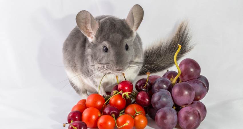 What Fruits Can Chinchillas Eat