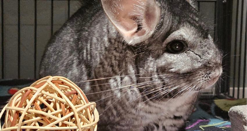 What Other Nuts Can Chinchilla Eat