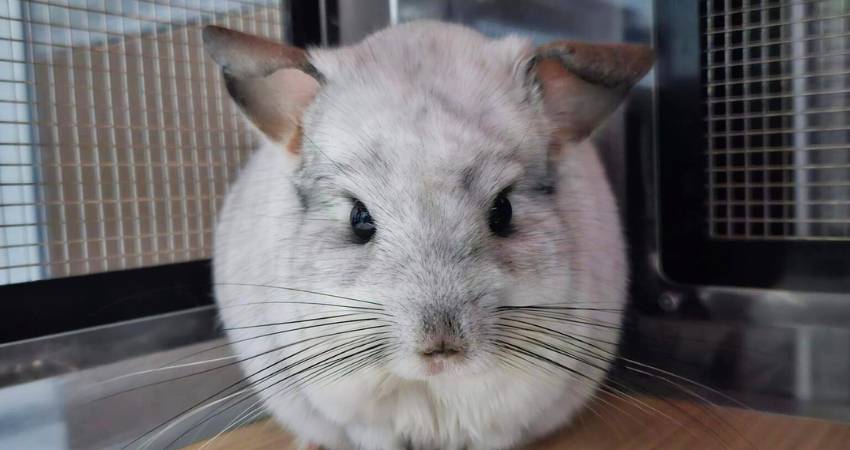 What Treats To Avoid For Chinchilla