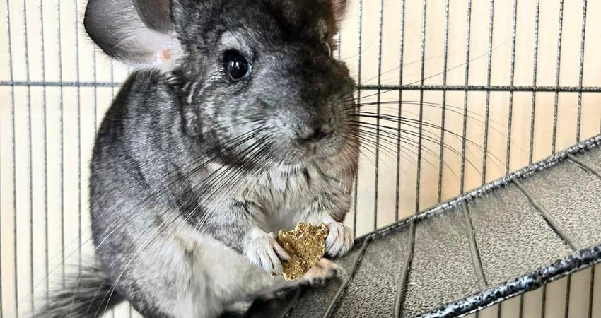 What Treats To Offer To Your Chinchillas