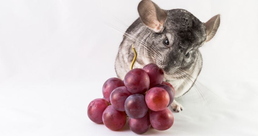 What are the Nutritional Benefits of Fruits for Chinchillas