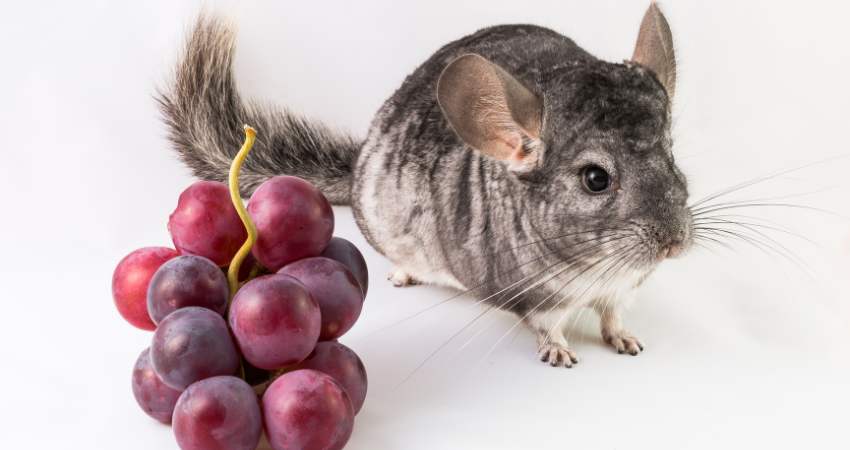 What if a Chinchilla Refuses to Eat Fruits