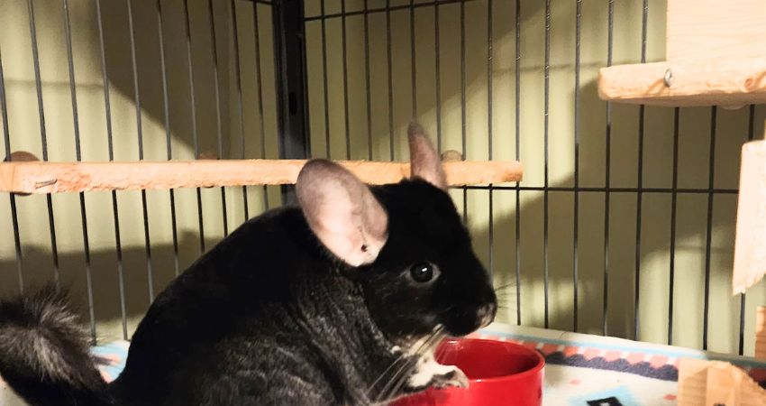 Are Dates Harmful to Chinchillas