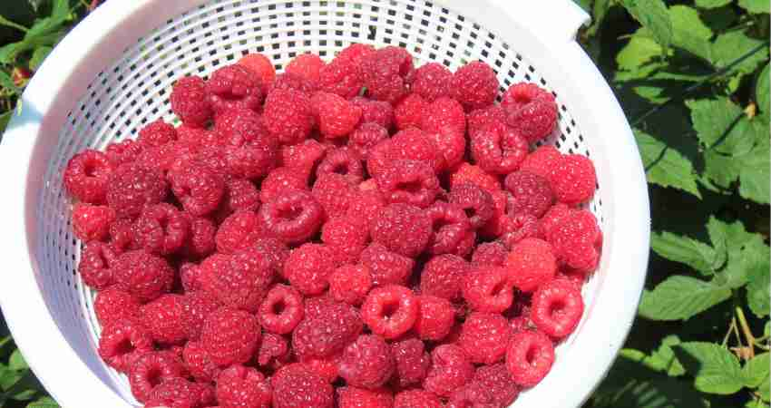 Health Risks of Overfeeding Raspberries to Chinchillas