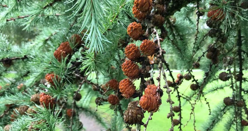 How Should Pine Cones Prepare For Chinchillas