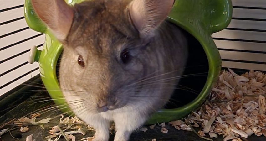 Is Raspberries safe for chinchillas