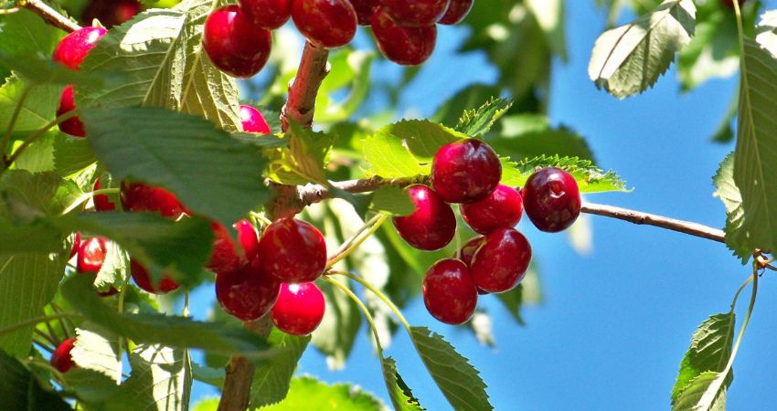 Nutritional Content Of Cherries