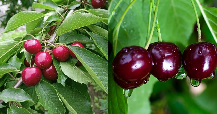 Potential Risks of Overfeeding Cherries to Chinchillas