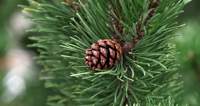 What Are The Health Benefits of Pine Cones