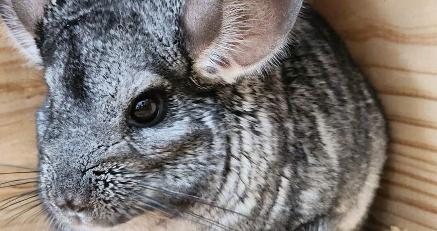Health Risks of Overfeeding Cucumbers to Chinchillas